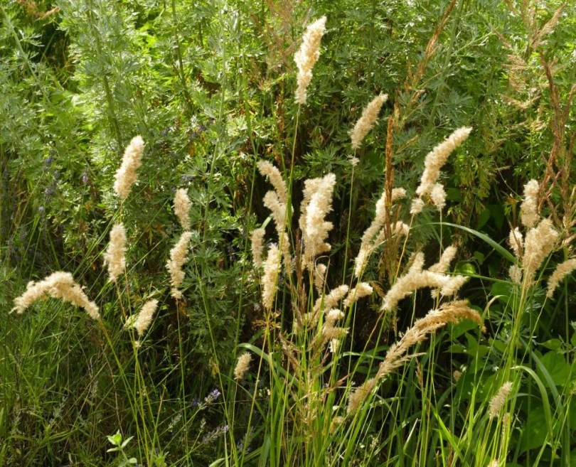 Erdélyi gyöngyperje - Melica transylvanica, Melica Transsilvanica, etnobotanika